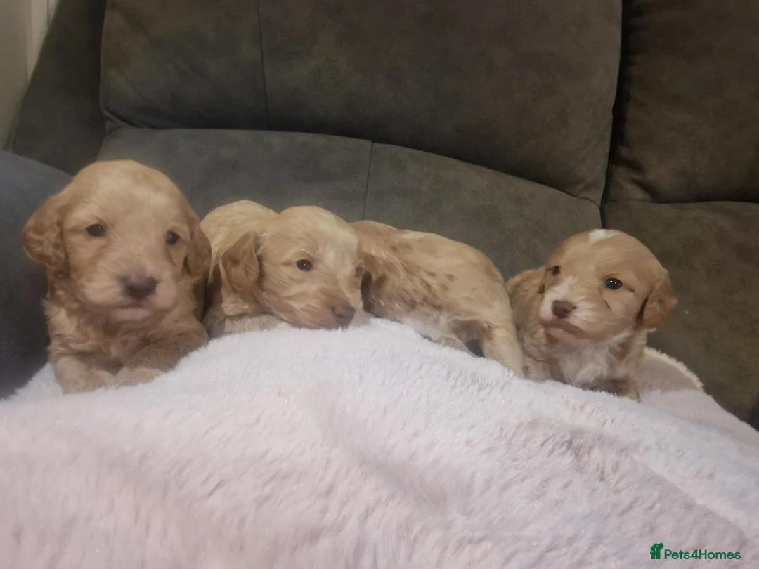 Cockapoo dogs for sale: Beautiful cockerpoo pups in Dorchester - Advert 19