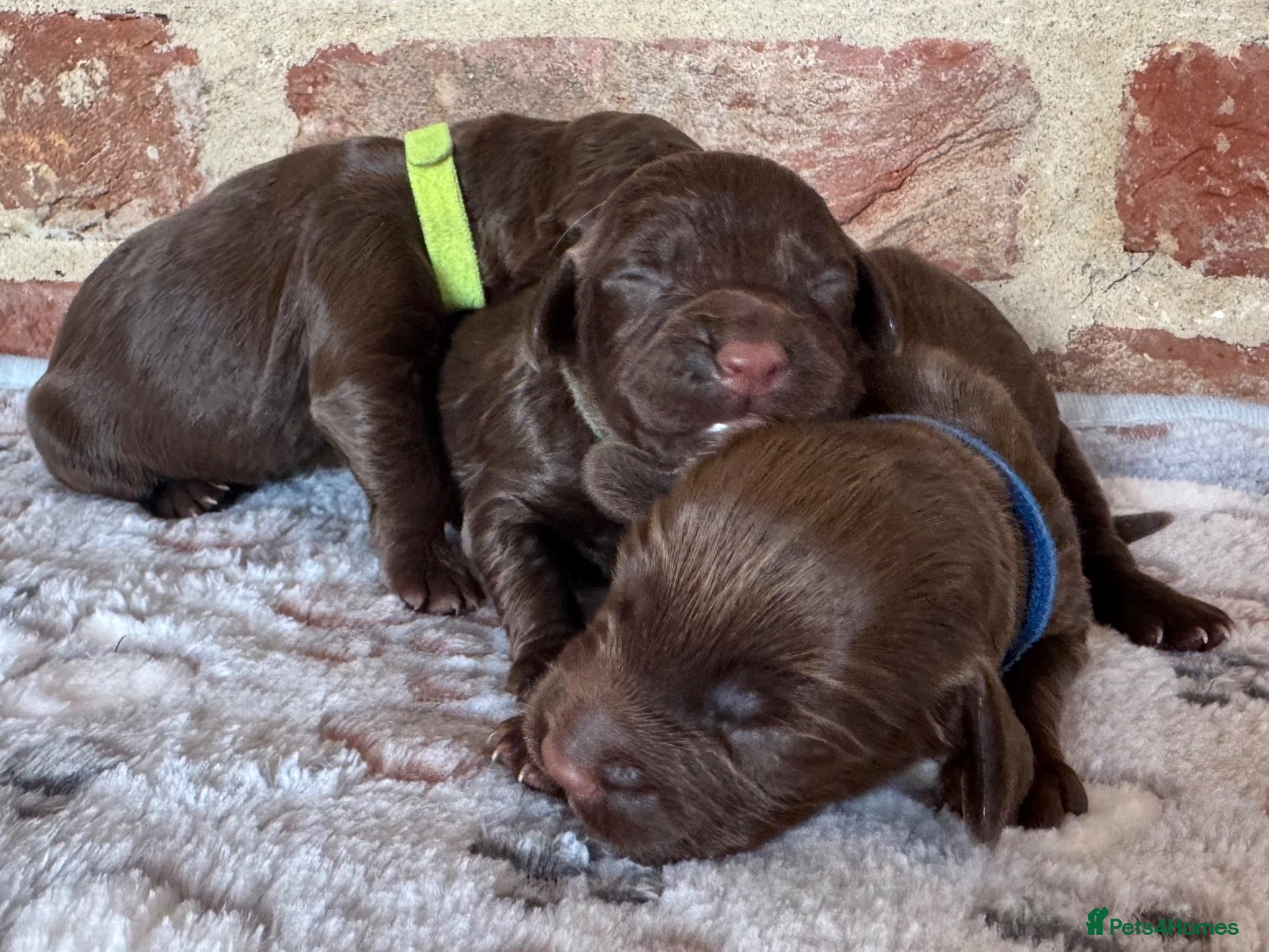 Cocker Spaniel dogs Kennel club working cocker spaniels  - Advert 1