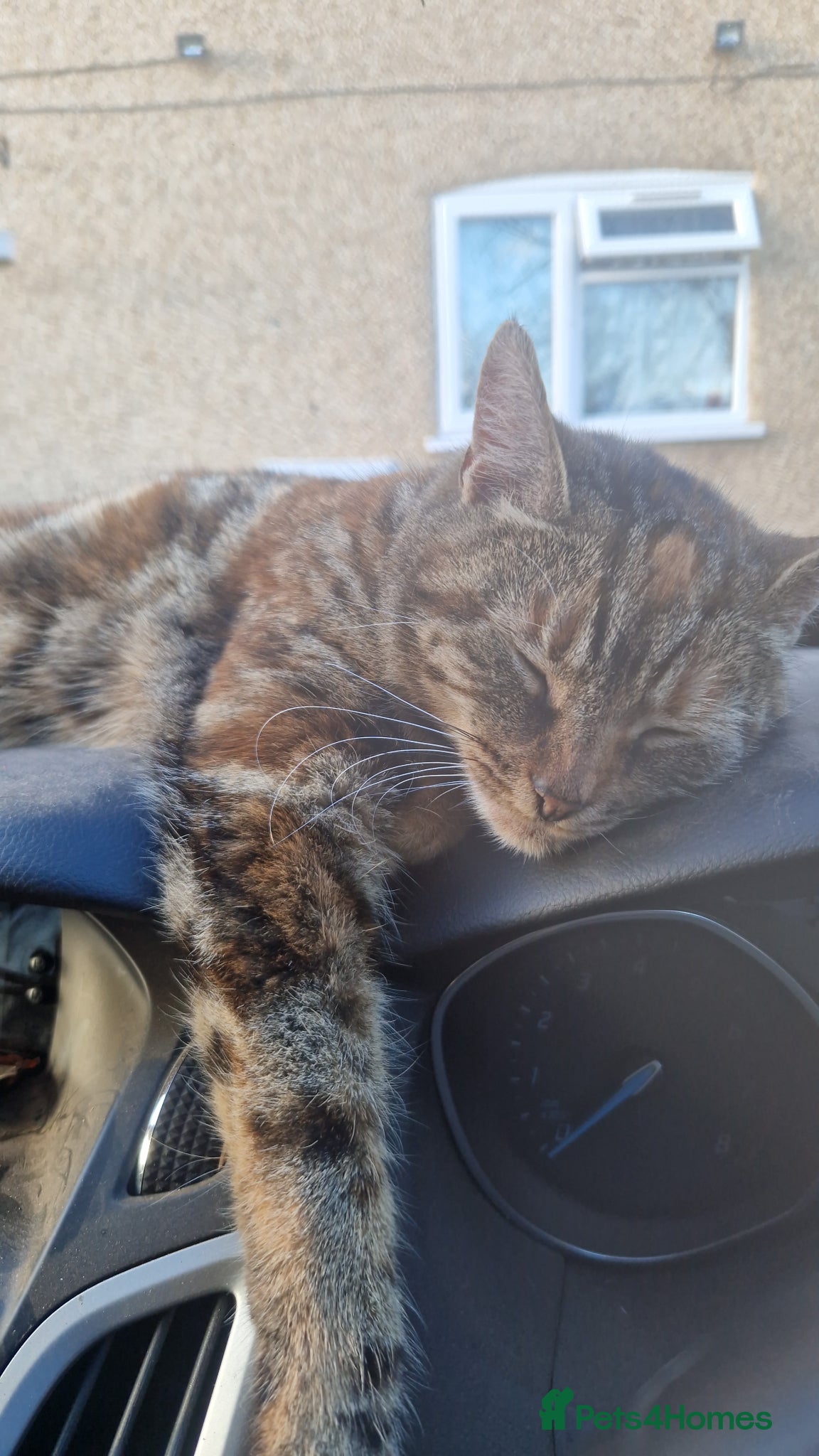 Mixed Breed cats Loving older cat looking for her forever home - Advert 2