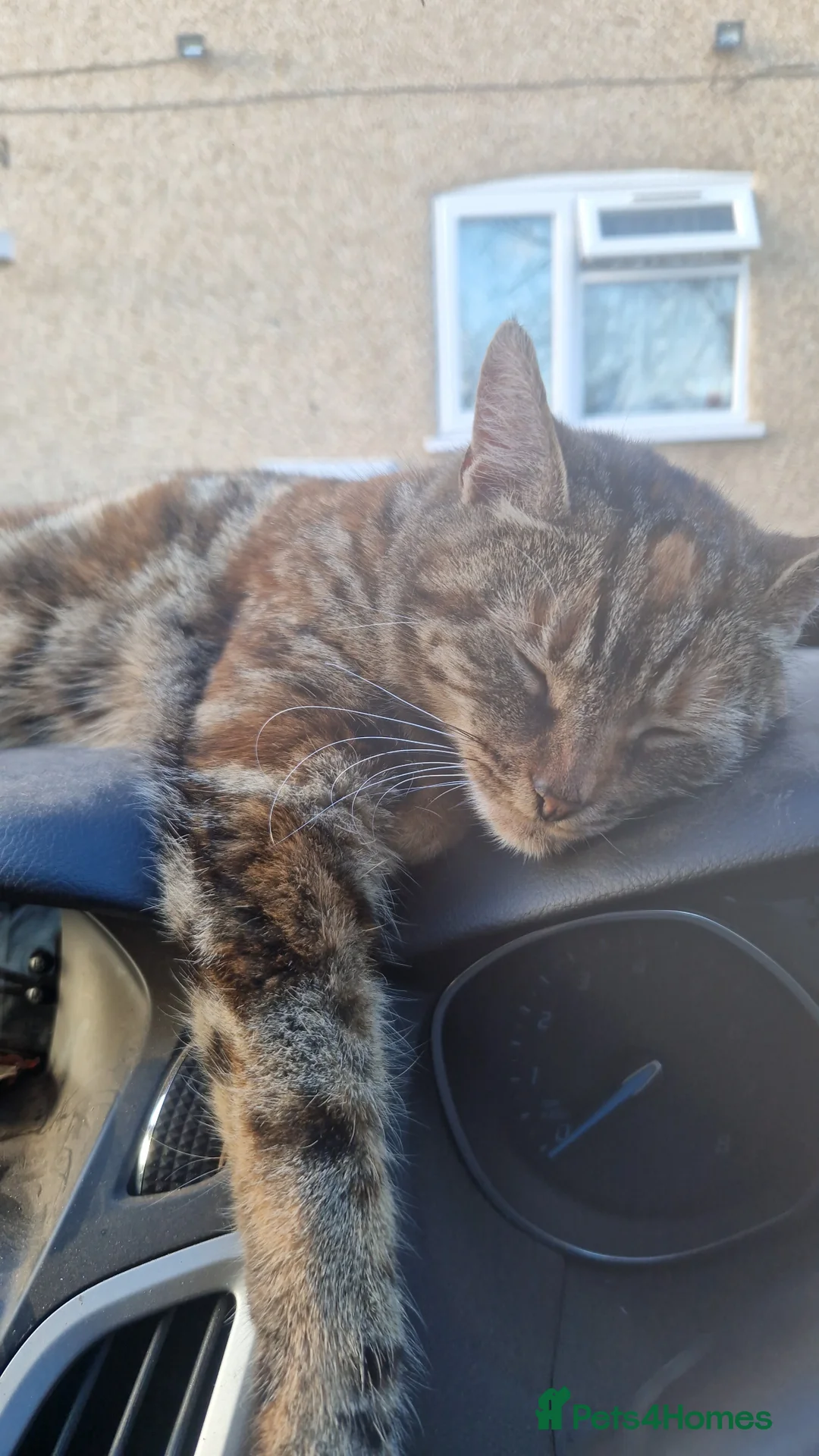 Mixed Breed cats for sale: Loving older cat looking for her forever home - Advert 1