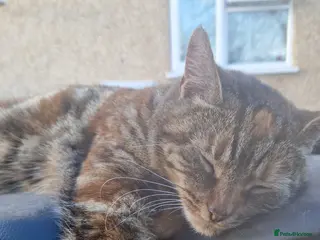 Mixed Breed cats Loving older cat looking for her forever home - Advert 2