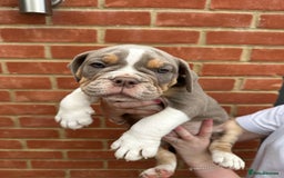 Olde English Bulldogge dogs for sale: OLDE ENGLISH BULLDOGGE PUPPIES in Epping - Image 20