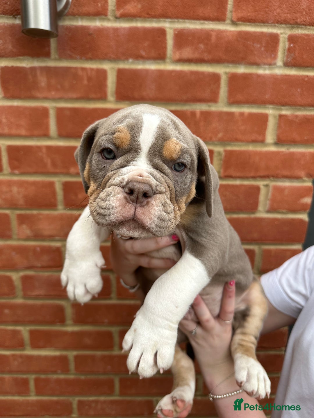 Olde English Bulldogge dogs for sale: OLDE ENGLISH BULLDOGGE PUPPIES in Epping - Image 20