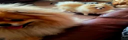 Pomeranian dogs for sale: Superb Pomeranian Girl - Advert 5