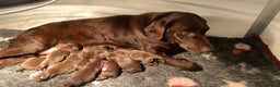 Labrador Retriever dogs for sale: Chocolate Labrador puppies - Advert 4