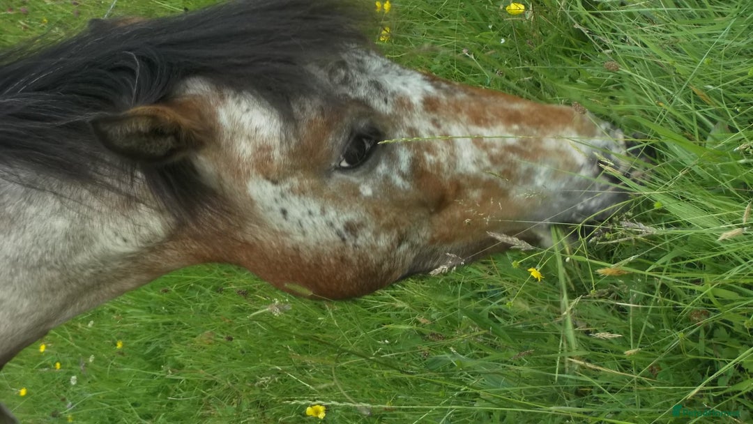 Appaloosa horses for sale: 14 hand spotted gelding - Image 2