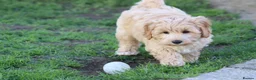 Cavapoochon dogs for sale: Beautiful Cavapoochon puppies for sale - Advert 30
