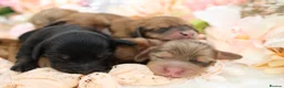 Miniature Dachshund dogs for sale: KC Longhair Miniature Dachshund Puppies - Advert 11
