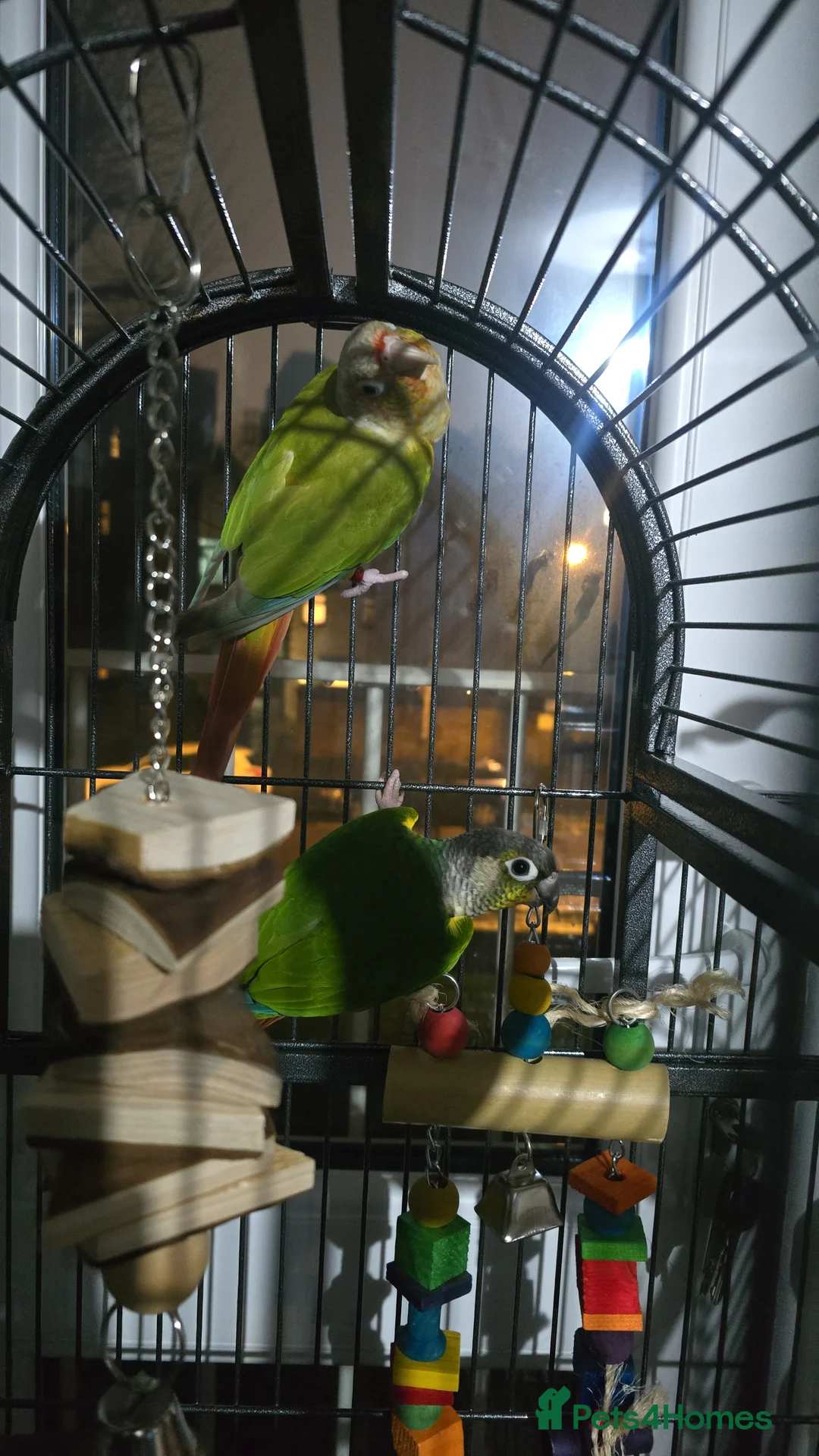 Conures birds for sale: Two green cheek conure's for sale  - Advert 6