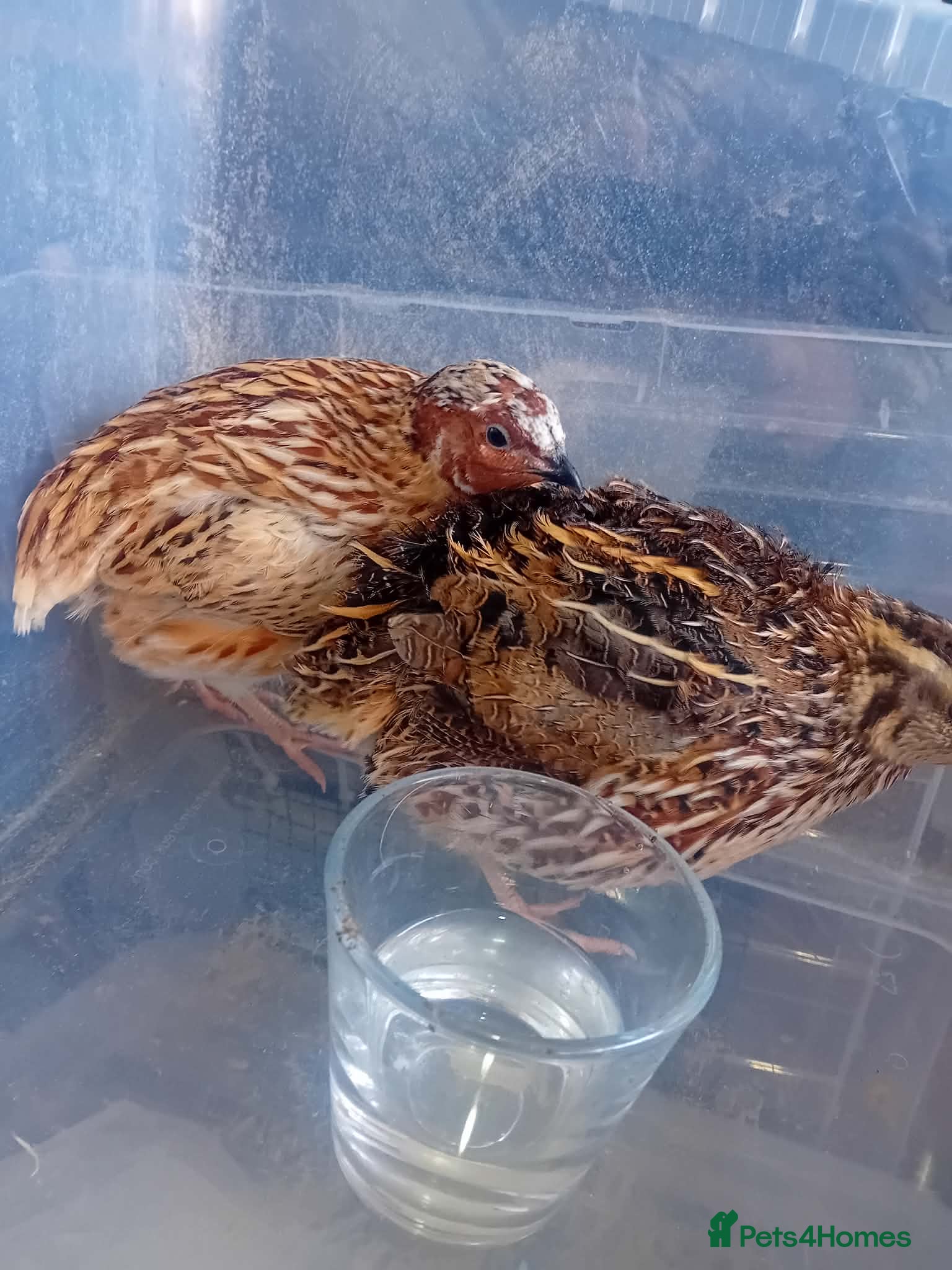 Quail poultry Male and female quail  - Advert 20