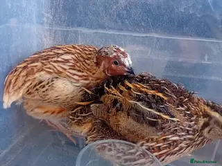 Quail poultry Male and female quail - Advert 20