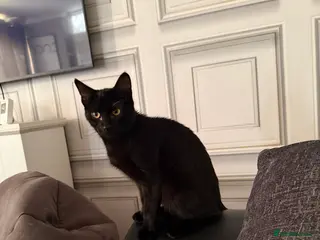 Mixed Breed cats male kitten 7 months old - Advert 1