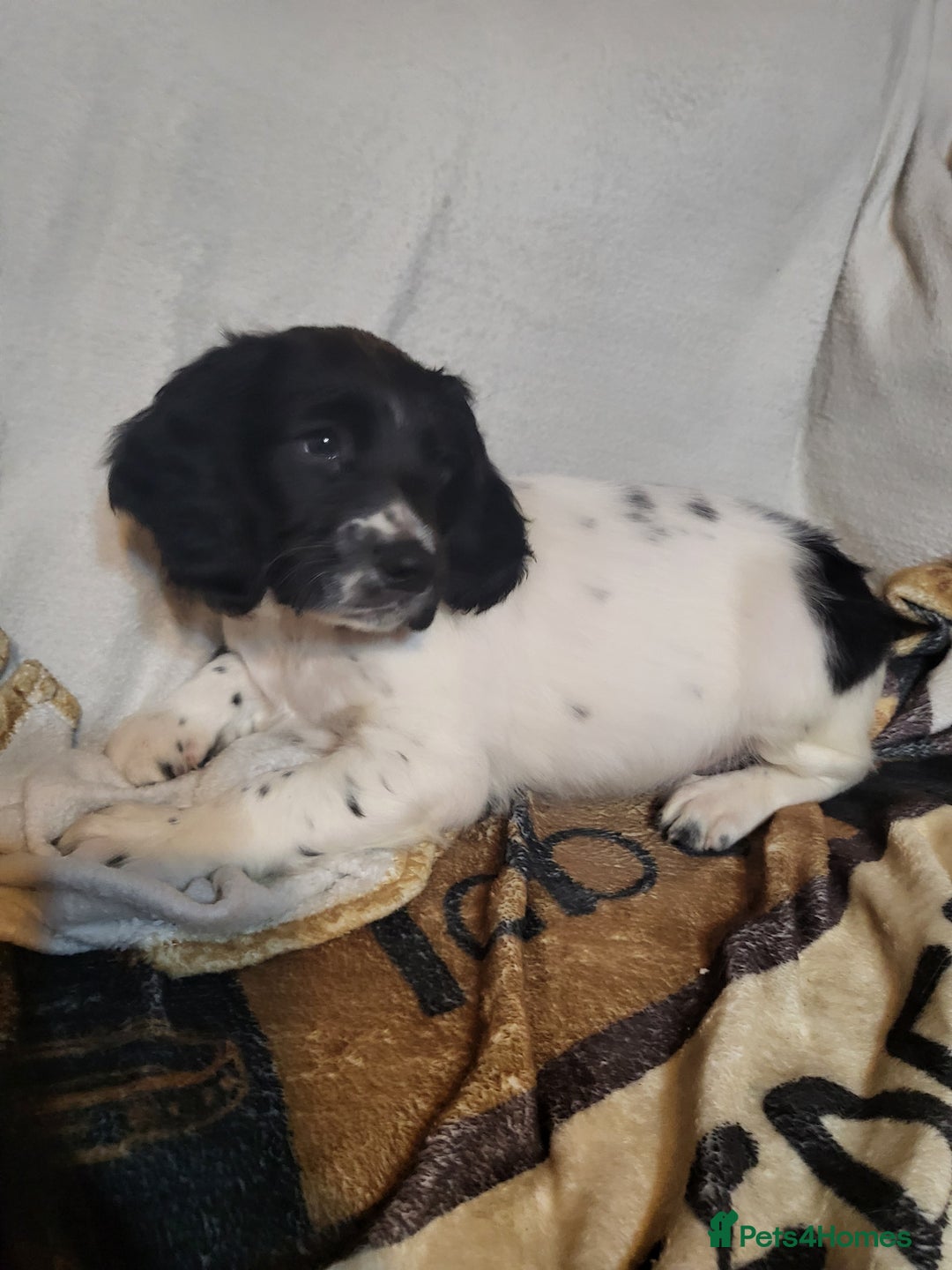 English Springer Spaniel dogs for sale: English springer spaniel pups  - Advert 23