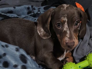 Miniature Dachshund dogs - Advert 10