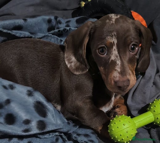 Miniature Dachshund dogs - Advert 6