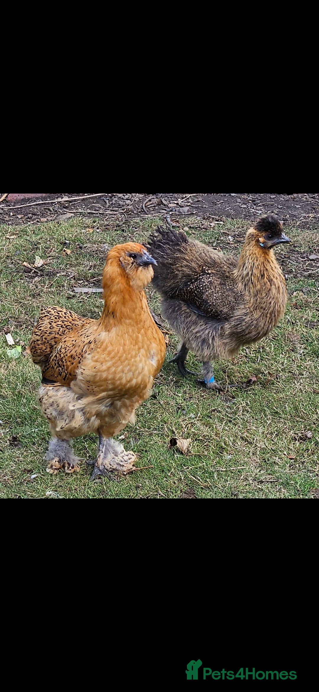 Chickens poultry for sale: Silkie hens. Must go together. Four in total.  - Image 5