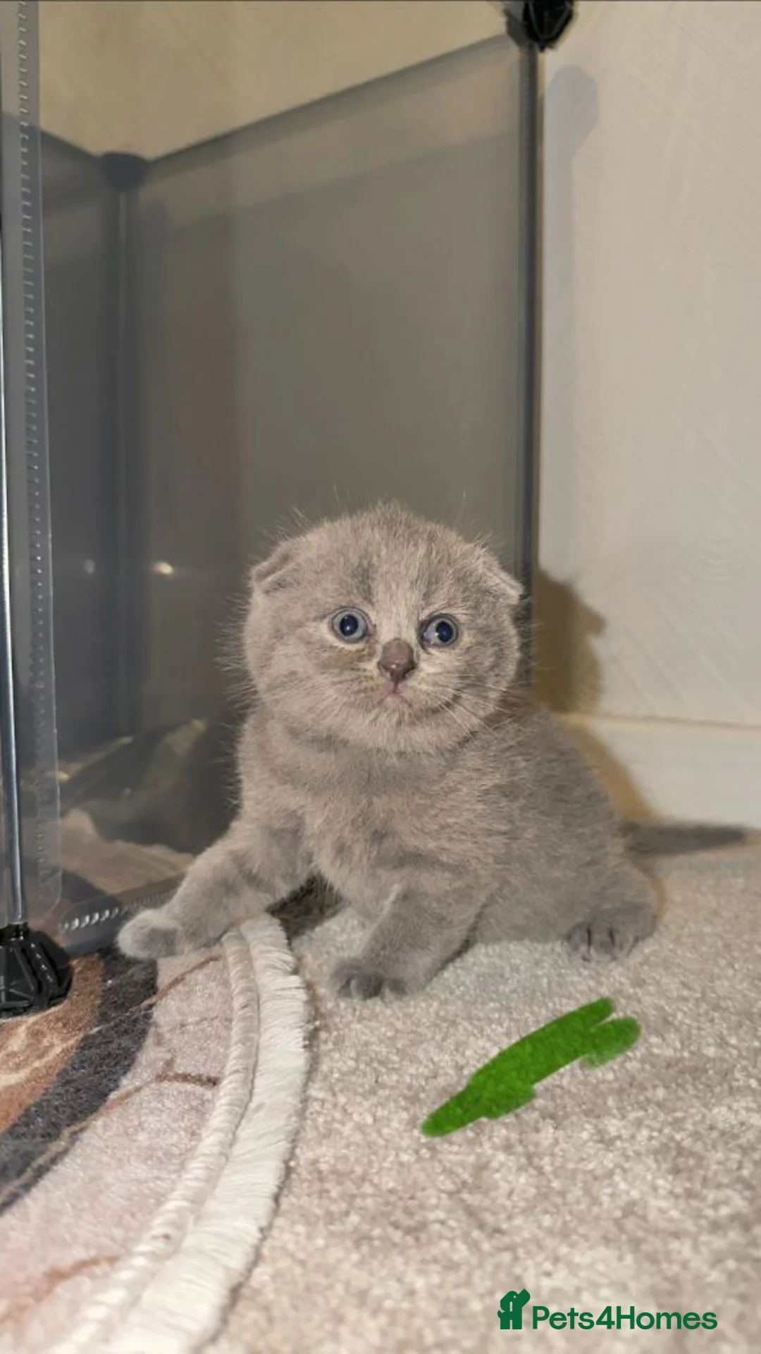 British Shorthair cats for sale: Adorable British Shorthair Cross Scottish Kittens  in London - Advert 1