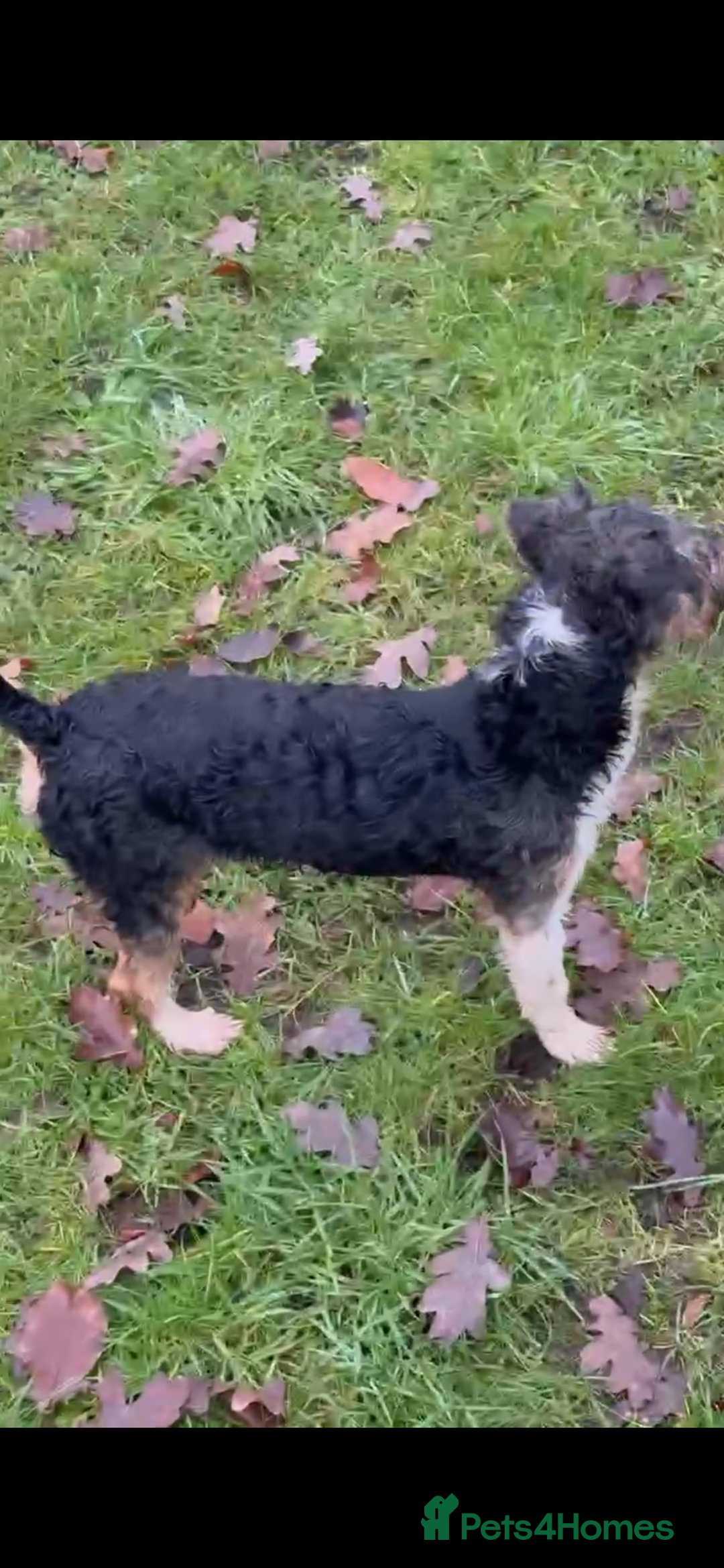 Mixed Breed dogs for sale: Jack russle x - Advert 4