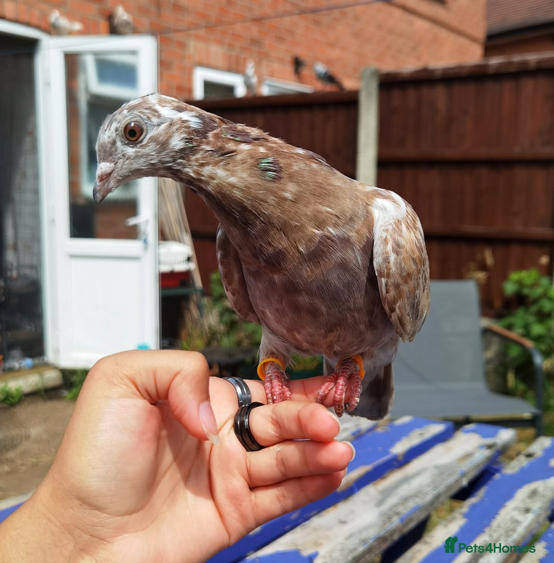 Pigeons birds for sale: Pigeons [Semi Hand-Raised] - Fancy & Racing Breeds - Advert 17