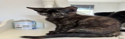 Mixed Breed cats for sale: 6 lovely kittens looking home - 🩷3 girls 🩵3 boys in Sutton-in-Ashfield - Advert 2