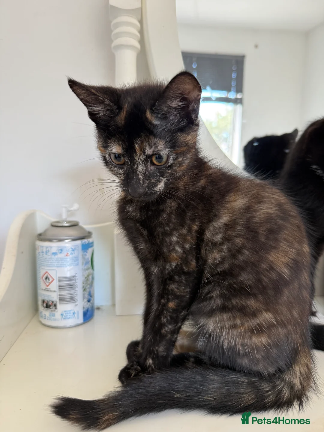 Mixed Breed cats for sale: 6 lovely kittens looking home - 🩷3 girls 🩵3 boys in Sutton-in-Ashfield - Advert 2