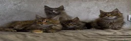 Maine Coon cats for sale: TICA Registered Maine Coon Kittens - Advert 12