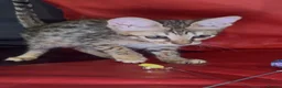 Savannah cats for sale: Pure Pedigree! Top Quality Tica Registr. Savannahs - Advert 15