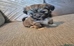 Lhasa Apso dogs for sale: Lhaso Apso Puppies  - Image 10