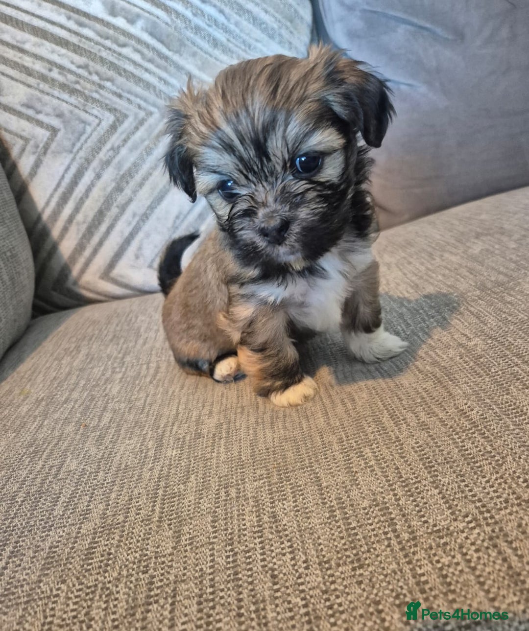 Lhasa Apso dogs for sale: Lhaso Apso Puppies  - Image 10