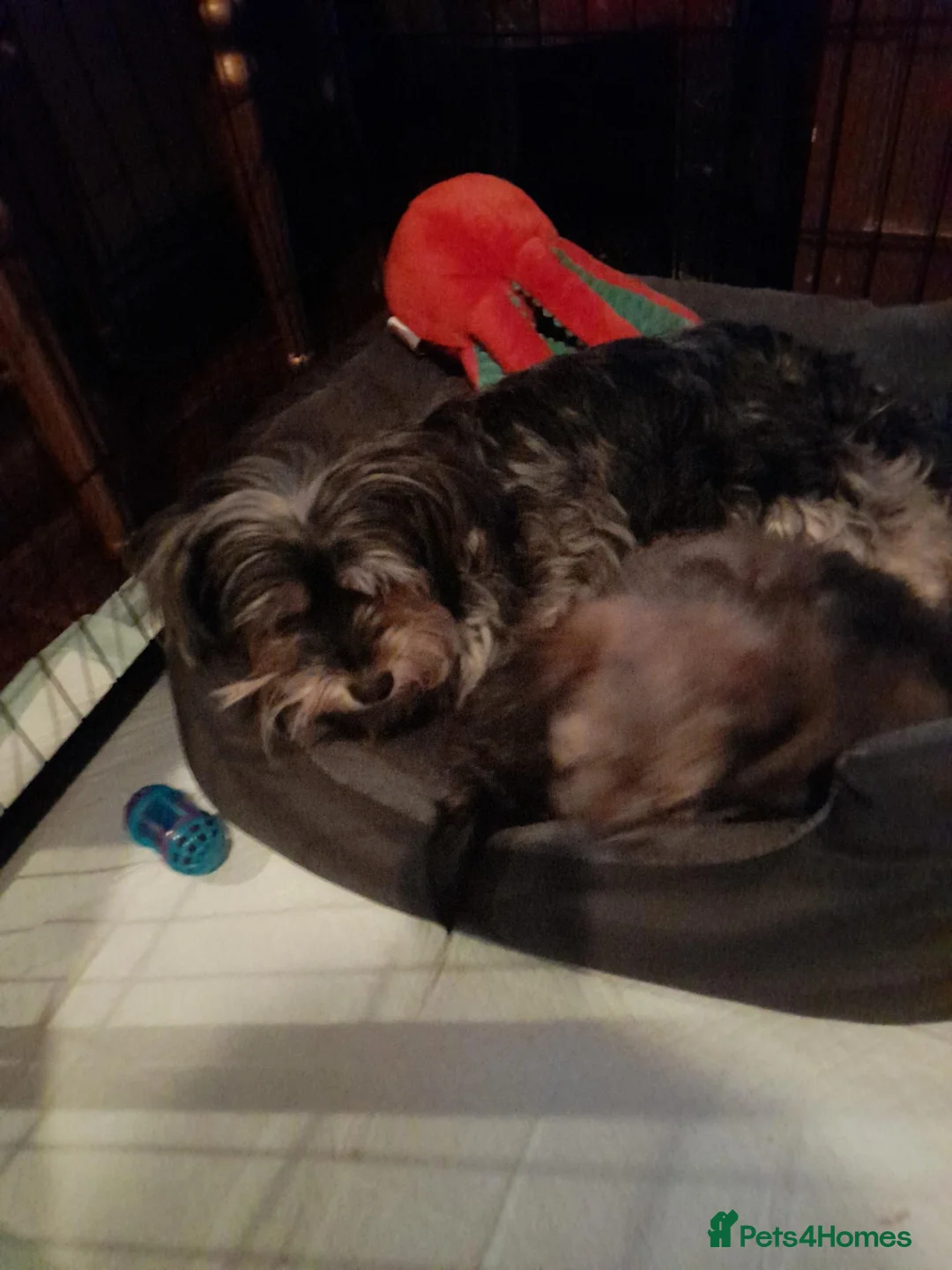 Mixed Breed dogs for sale: Chorkie girls - Advert 17