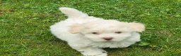 Poochon dogs for sale: Beautiful Poochon Puppies 🐶 READY TO GO - Advert 14
