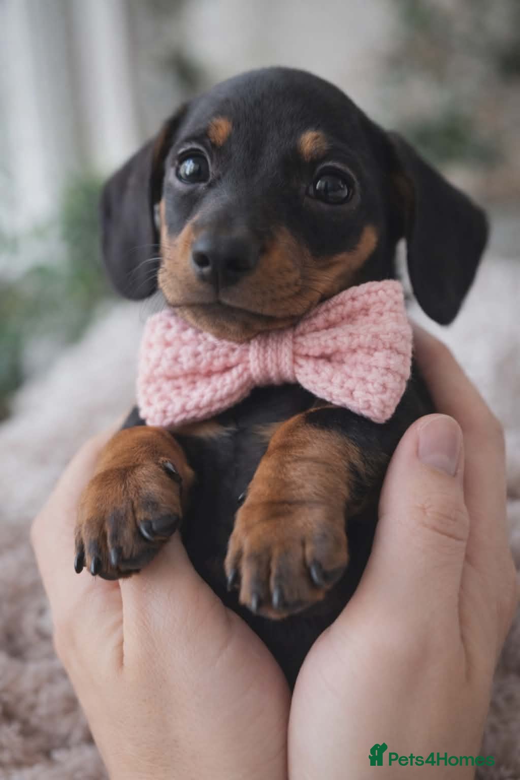 Miniature Dachshund dogs Miniature dachshund KC - Advert 1