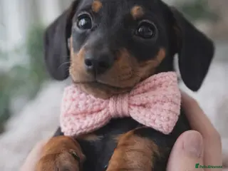 Miniature Dachshund dogs Miniature dachshund KC - Advert 1