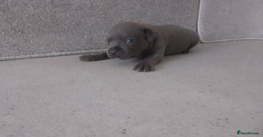 Staffordshire Bull Terrier dogs - Advert 2