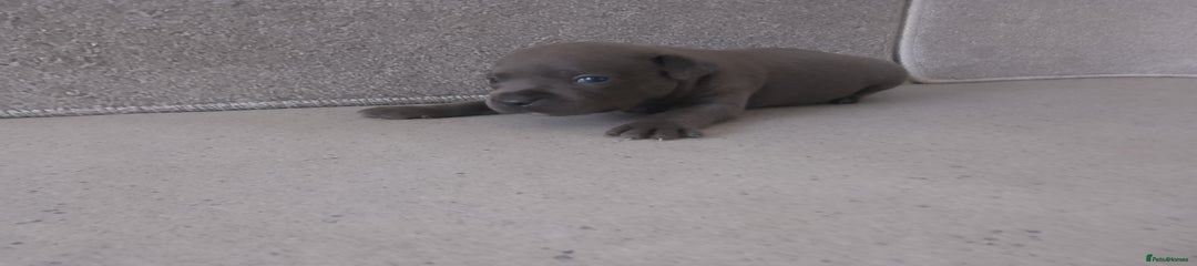 Staffordshire Bull Terrier Puppy 2