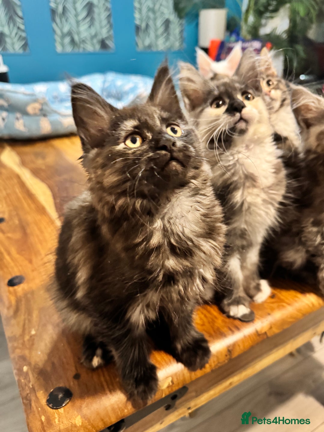 Maine Coon cats for sale: Maine coon kittens  - Advert 8