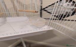 Canaries birds for sale: Yellow canary - Image 3