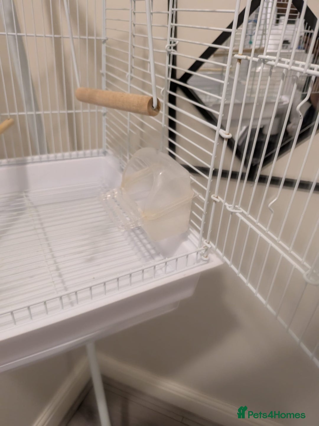 Canaries birds for sale: Yellow canary - Image 3