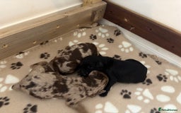 Cockapoo dogs for sale: Stunning,family raised cockapoos - Image 12
