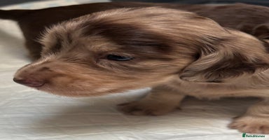 Miniature Dachshund dogs - Advert 3