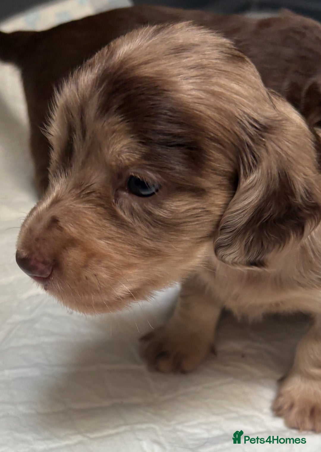 Miniature Dachshund dogs for sale: Long haired miniature dachshunds  - Image 10
