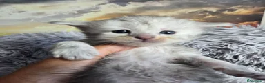 Maine Coon 9 Gem