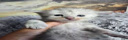 Maine Coon cats for sale: Stunning TICA Maine Coon kittens - Advert 17
