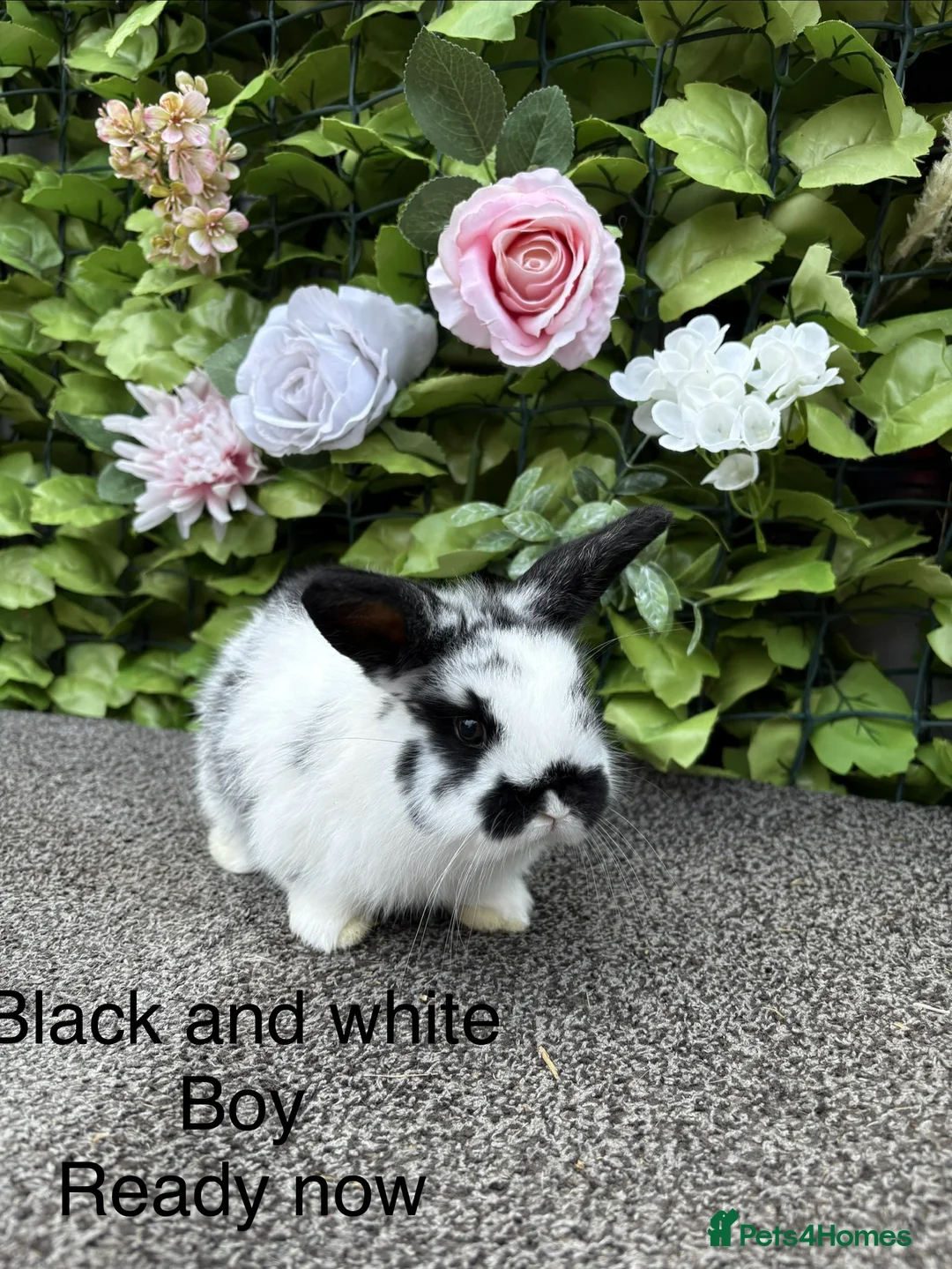 Mini Lop rabbits for sale: Adorable Mini Lop babies  - Advert 6