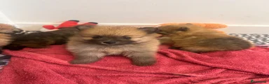 Pomeranian 2