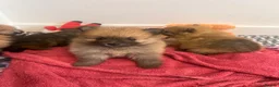 Pomeranian dogs for sale: Pomeranian Puppies  - Advert 9