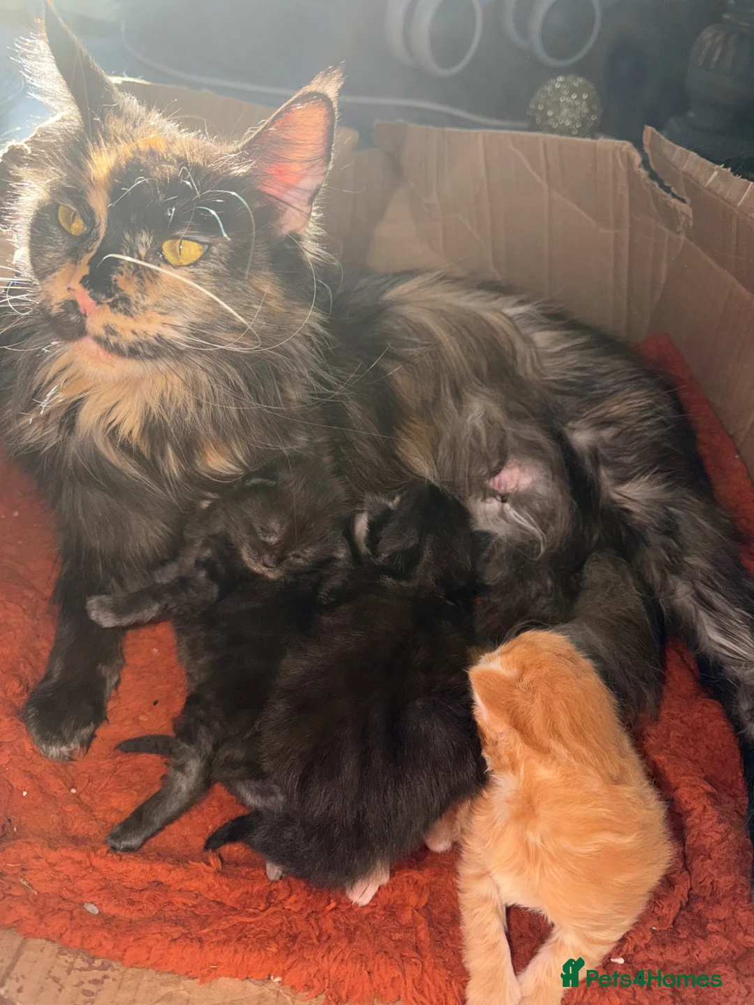 Maine Coon cats for sale: Giant mainecoon Babies 🥹 - Advert 1
