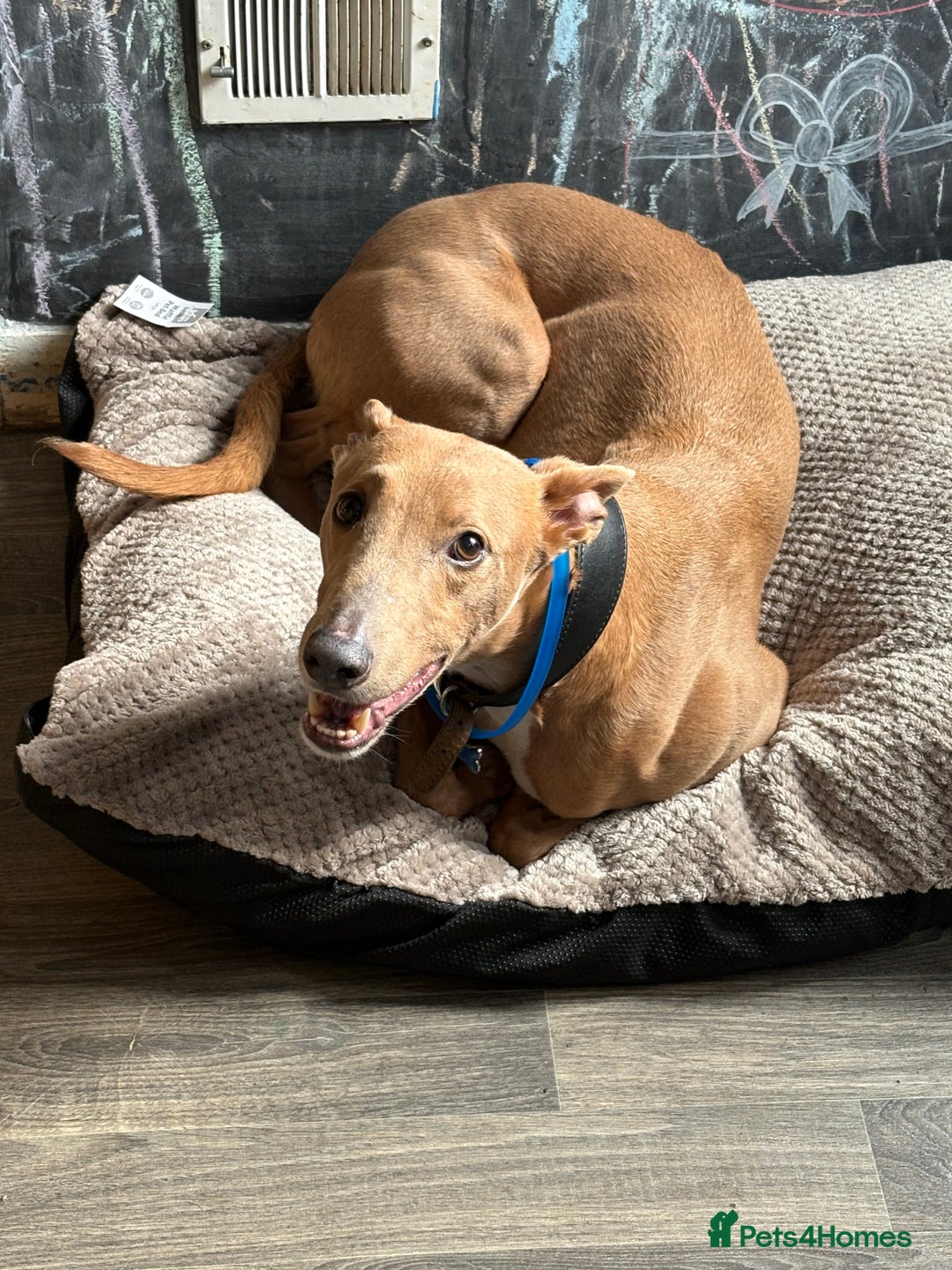 Mixed Breed dogs for sale: Rehoming 8 year old lurcher x greyhound - Advert 8
