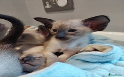 Siamese cats for sale: Siamese GCCF Registered Kittens - Image 4