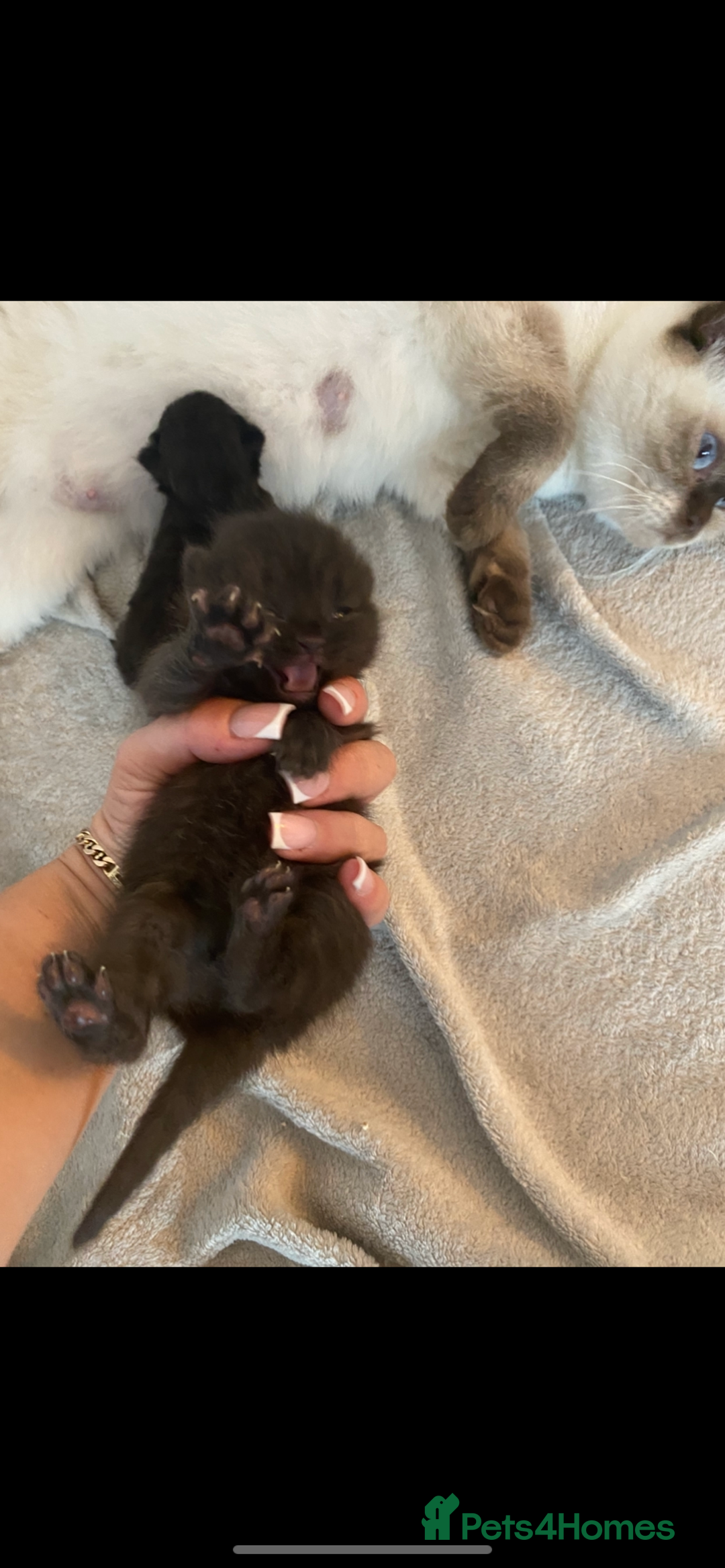 British Shorthair cats for sale: British shorthaired kittens  - Image 4